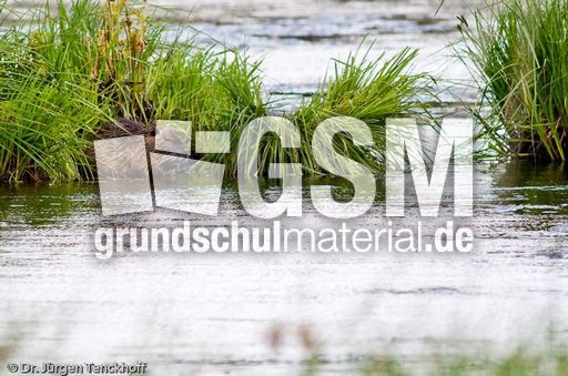 Nutria (25 von 25).jpg